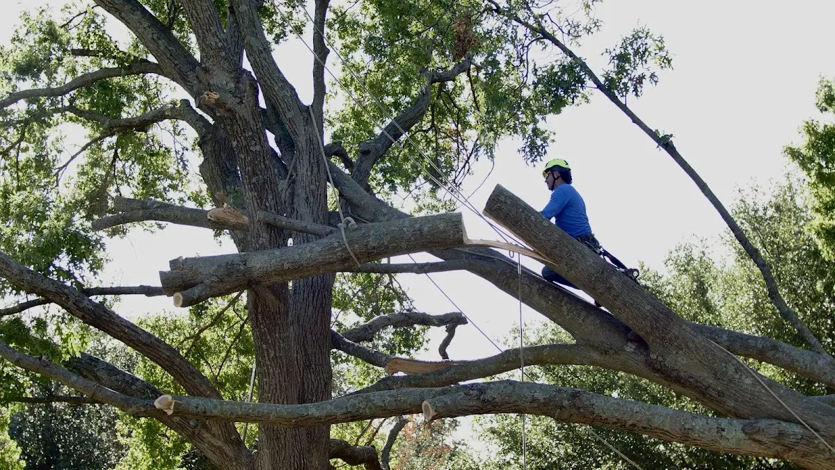 Professional Crown Thinning performed by certified arborists in Garrett Park