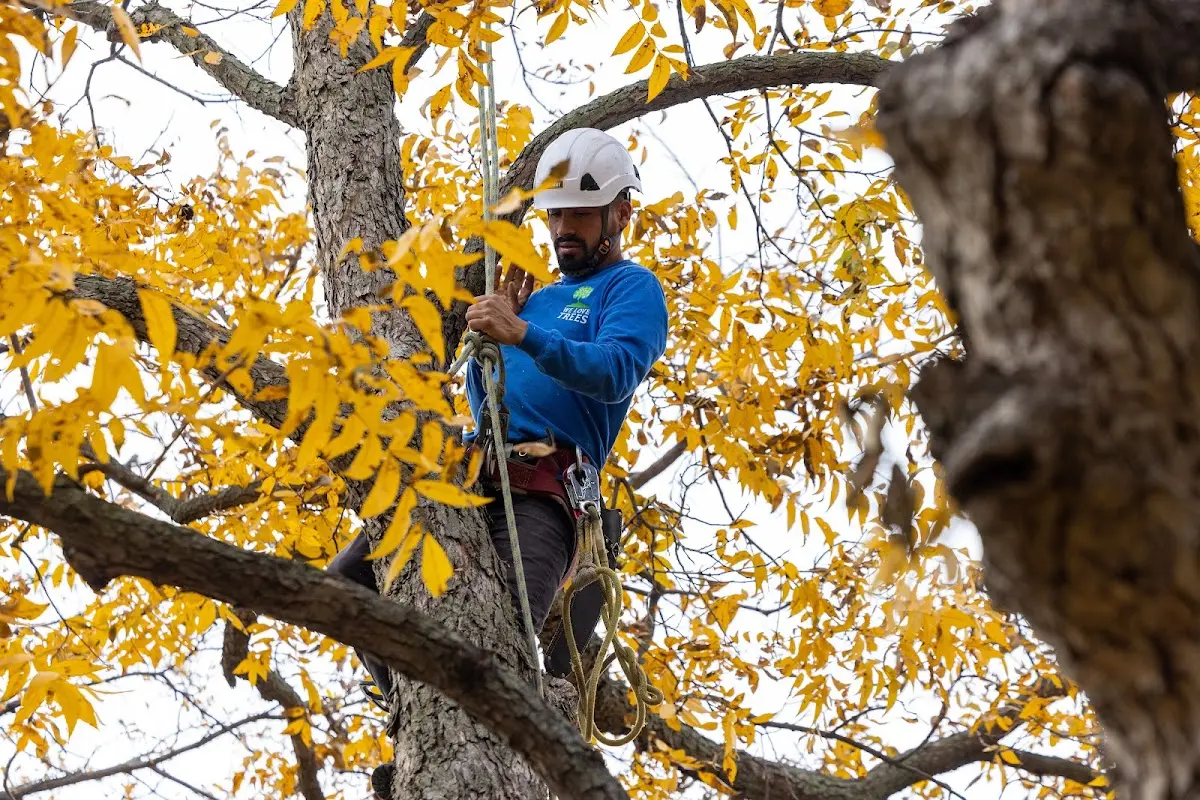 Skilled Tree Transplanting crew working in Garrett Park